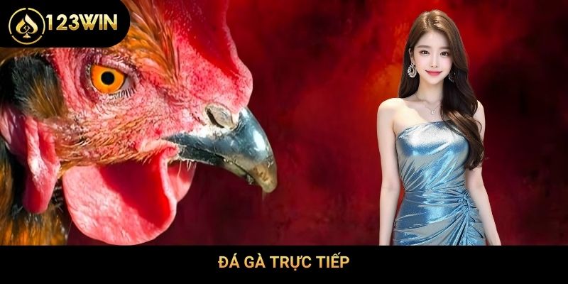 Đá gà trực tiếp